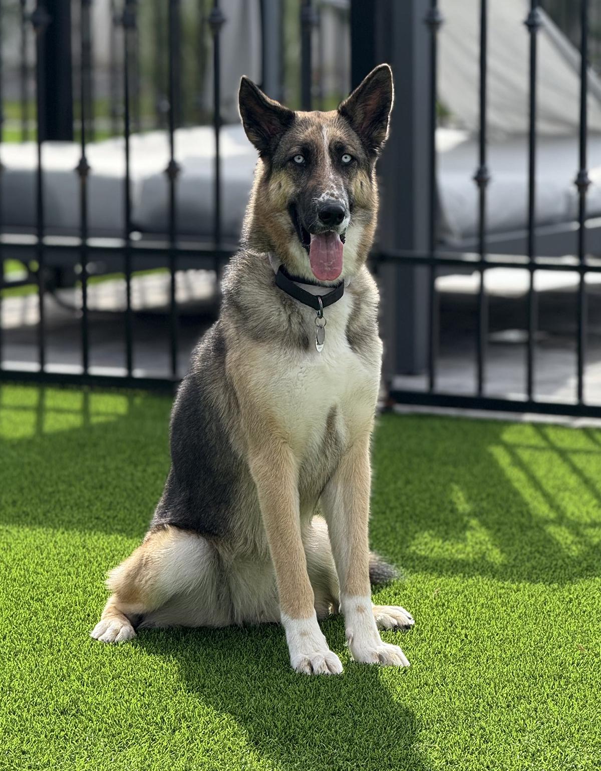 Everly, a ADOPTABLE mixed breed in Scottsdale, AZ image 3/6