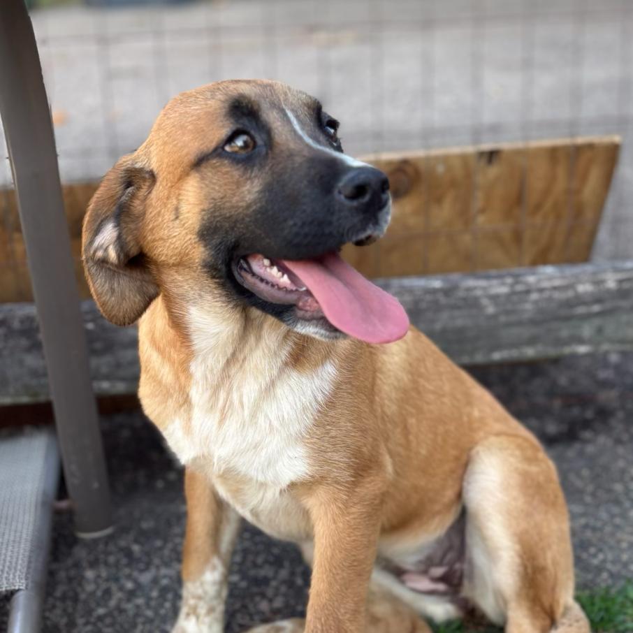 Enlarge Lovely Rita, an adoptable mixed breed in Richmond, VA image 2/6