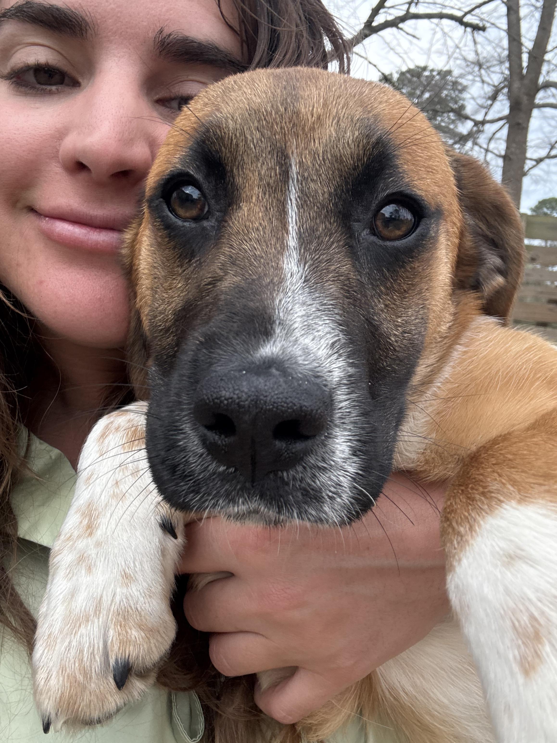 Enlarge Lovely Rita, an adoptable mixed breed in Richmond, VA image 4/6