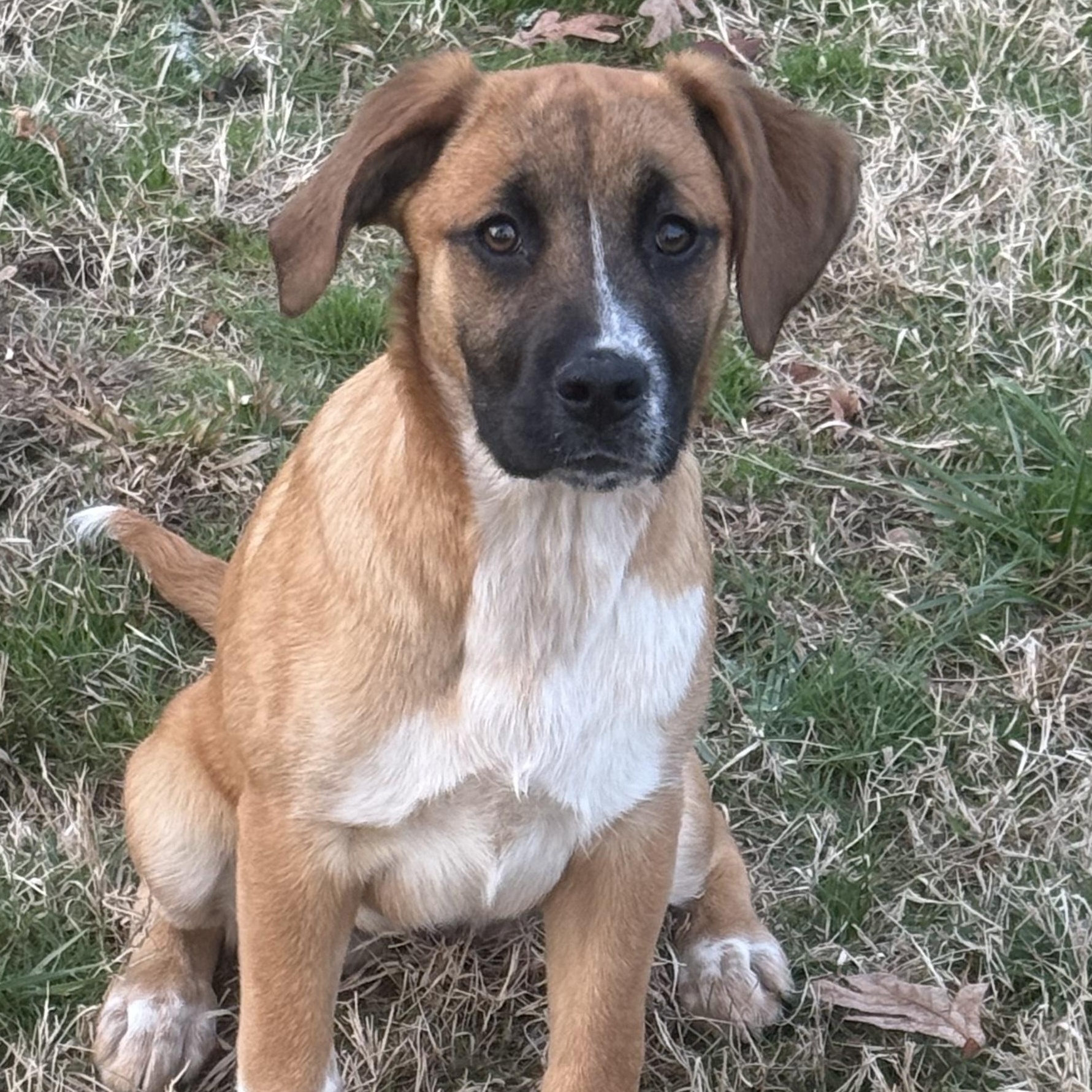 Enlarge Lovely Rita, an adoptable mixed breed in Richmond, VA image 5/6