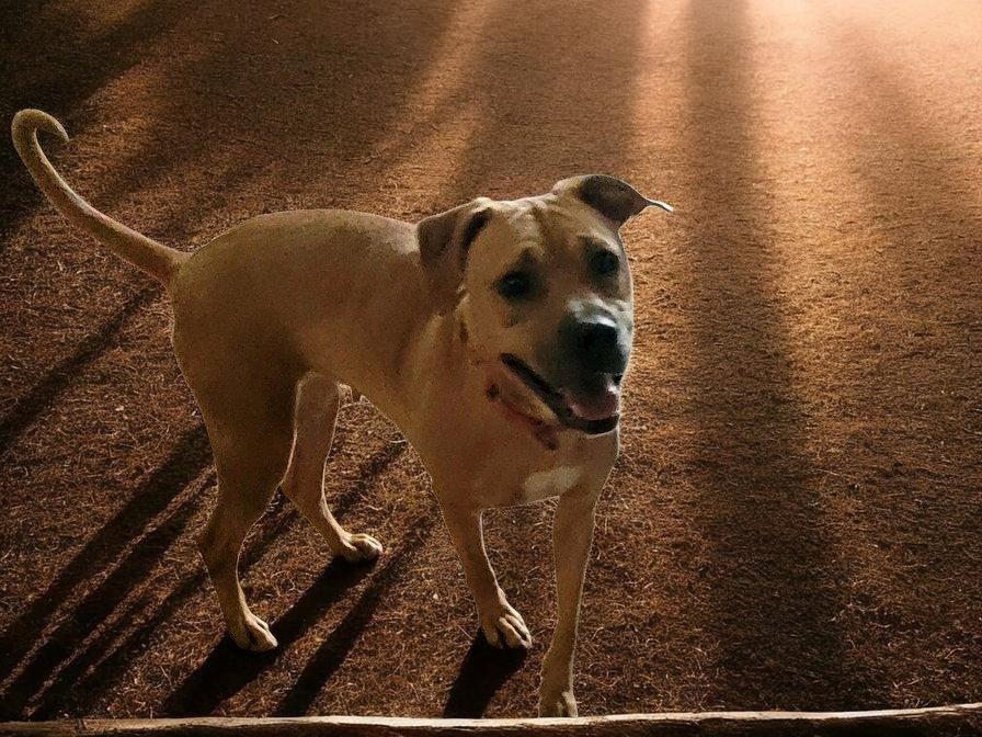 Enlarge Cinnamon Bun, a Adopted mixed breed in Powell, OH image 1/3