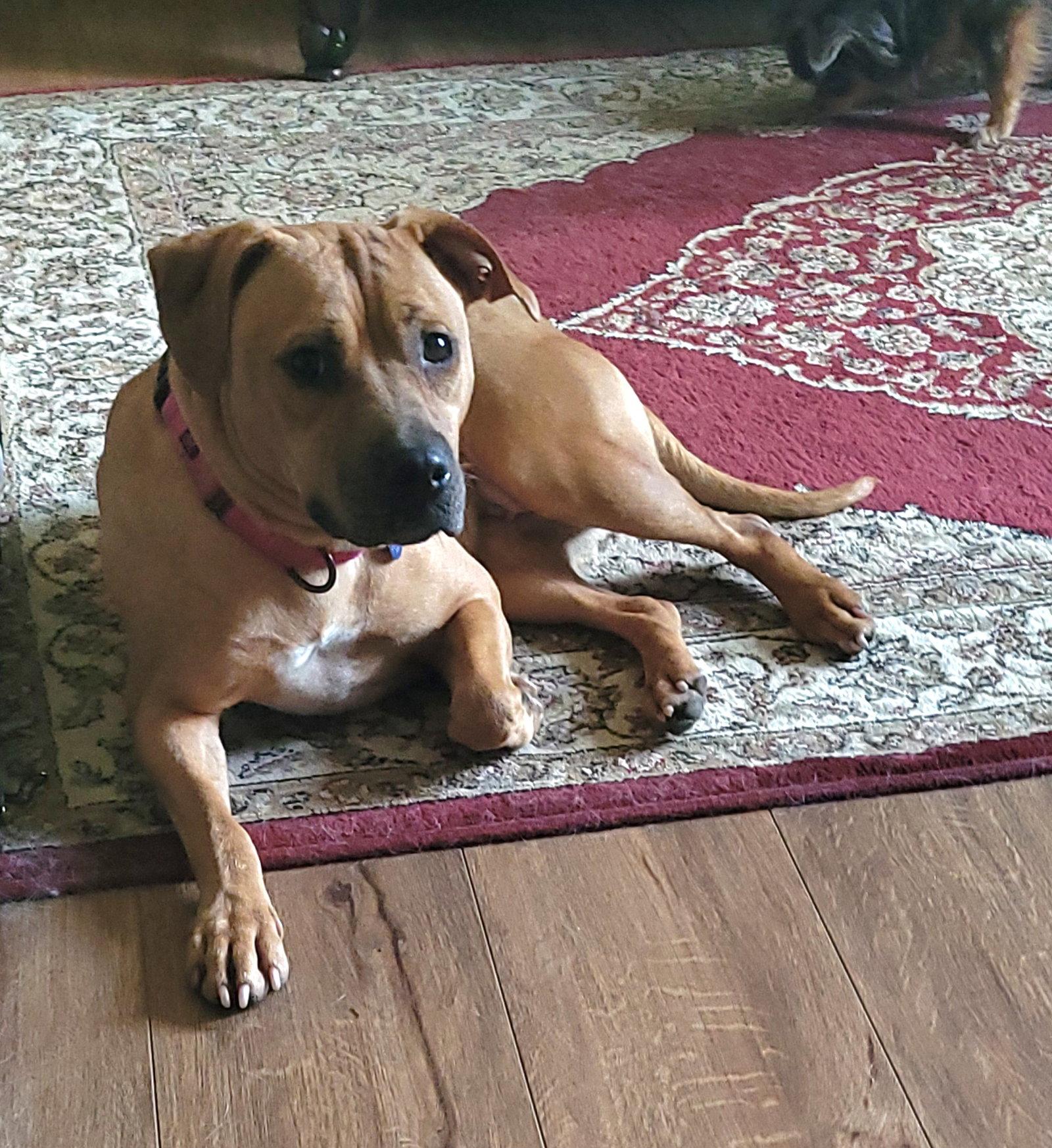Enlarge Cinnamon Bun, a Adopted mixed breed in Powell, OH image 2/3