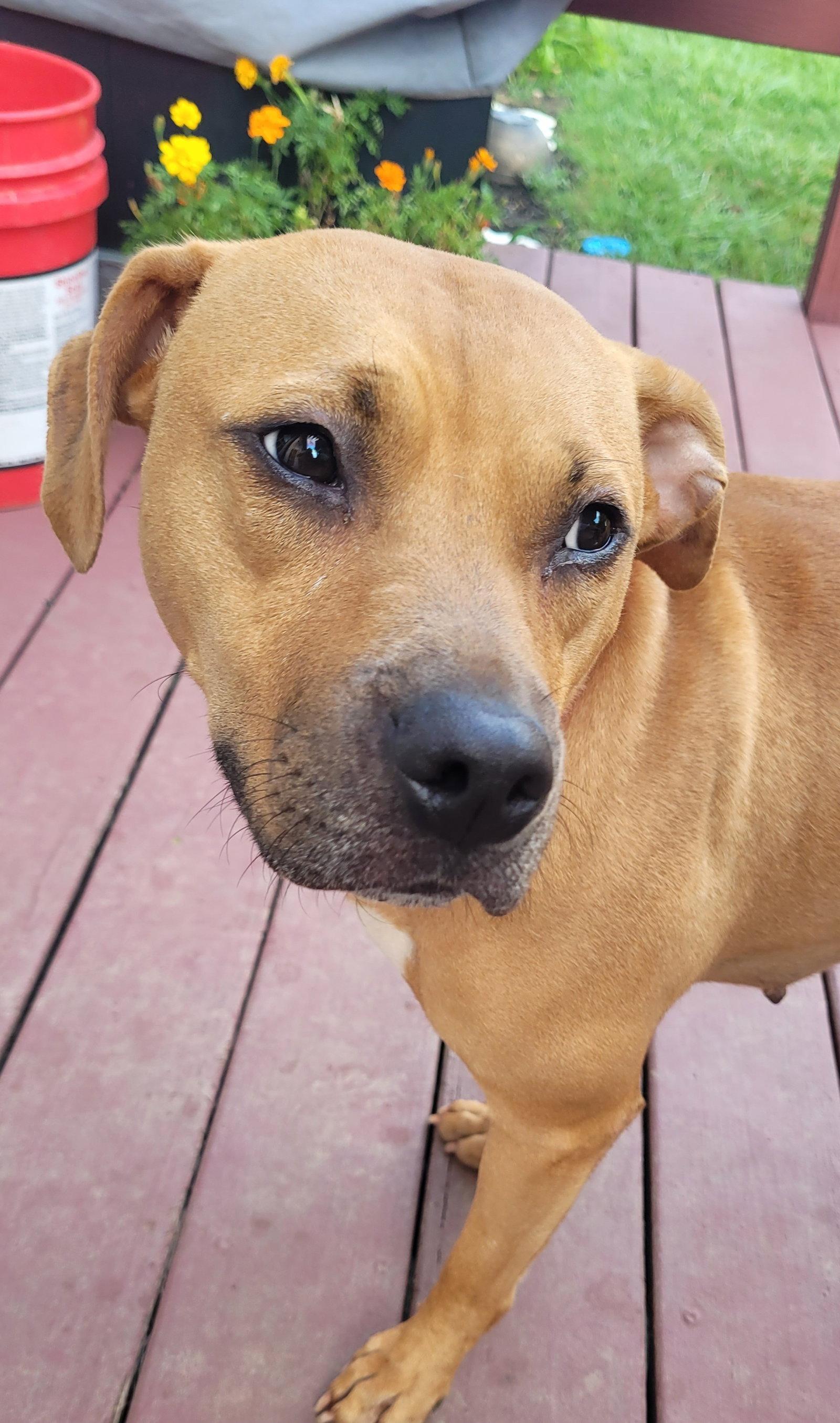 Enlarge Cinnamon Bun, a Adopted mixed breed in Powell, OH image 3/3