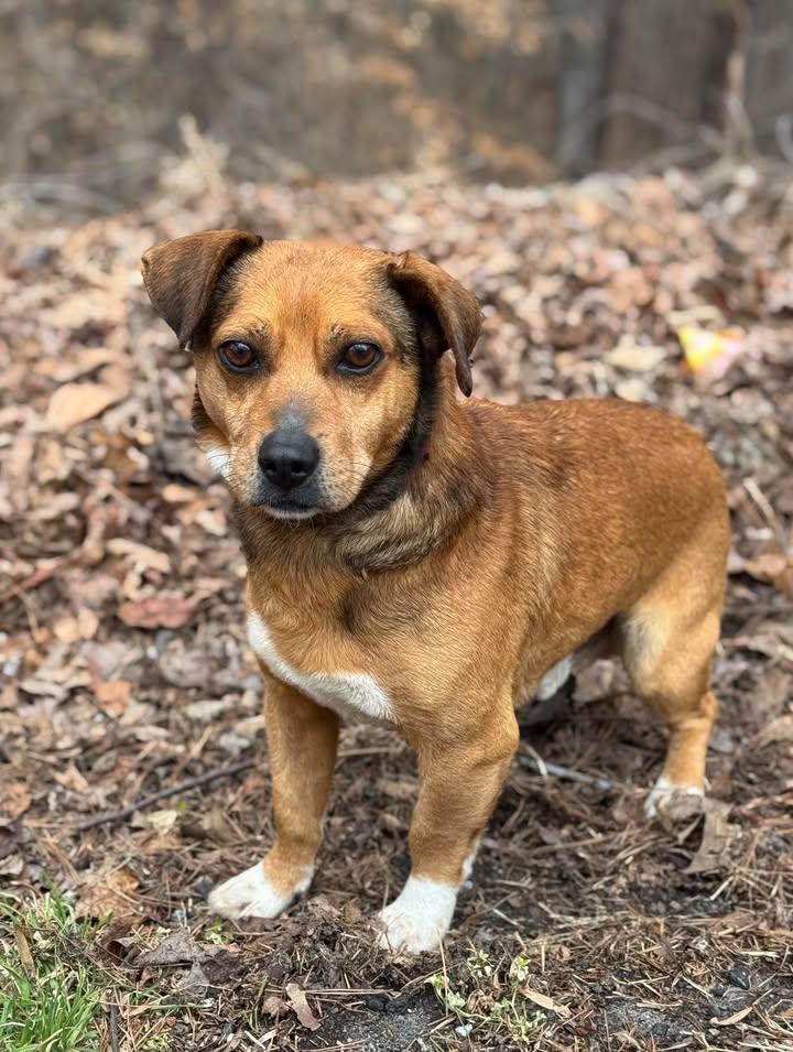 Duffy, Adopted, Adult Male Terrier.