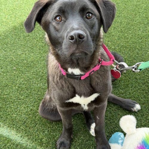 Holly, Adoptable, Young Female German Shepherd Dog & Mixed Breed.