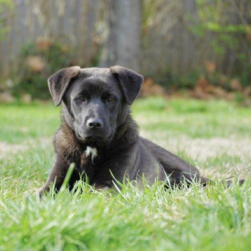 Enlarge Holly, a Adoptable mixed breed in Georgetown, KY image 1/6