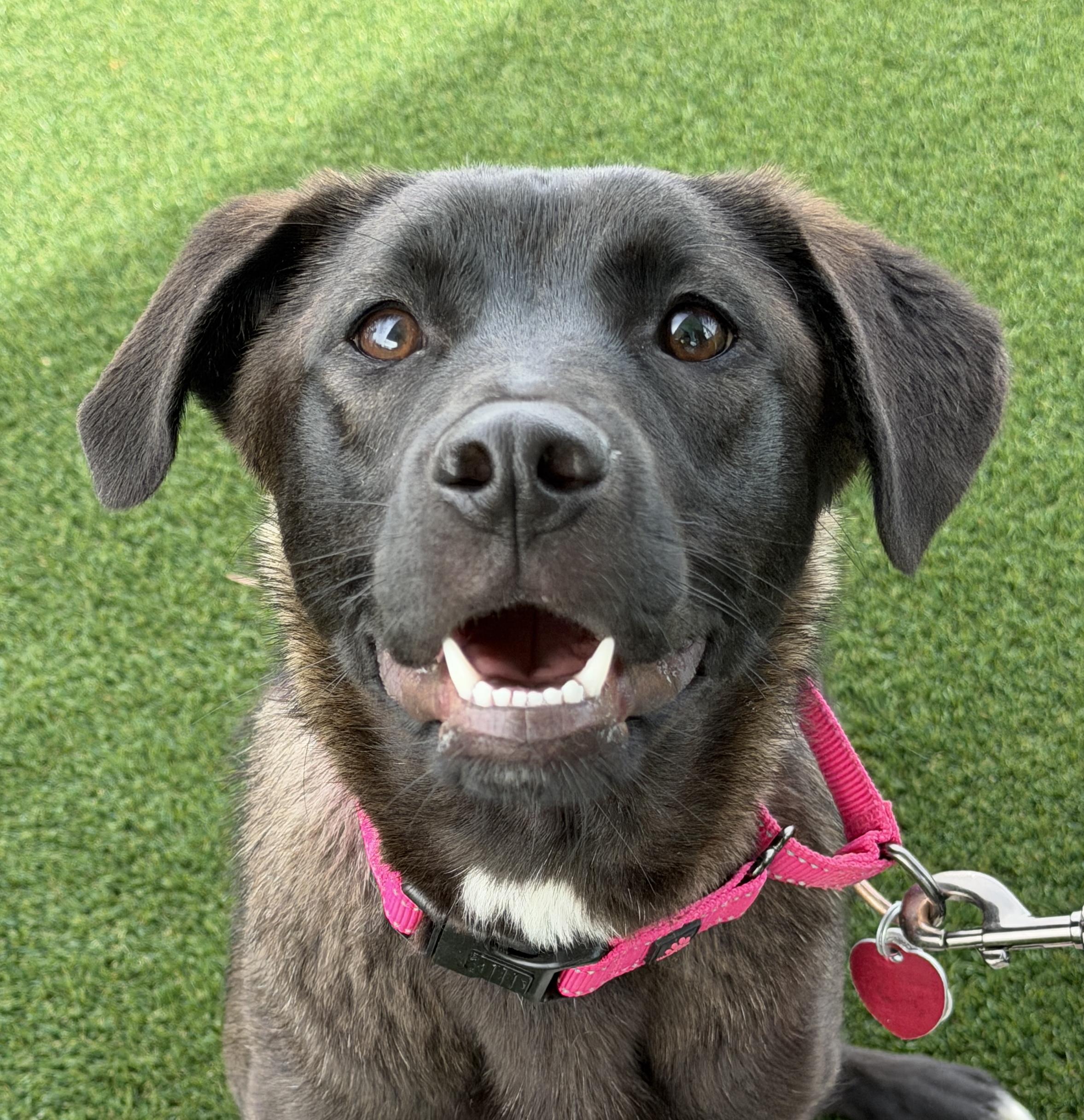 Holly, a Adoptable mixed breed in Georgetown, KY image 3/6