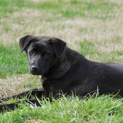 Enlarge Holly, a Adoptable mixed breed in Georgetown, KY image 2/6