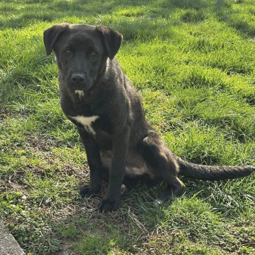 Holly, a Adoptable mixed breed in Georgetown, KY image 3/5
