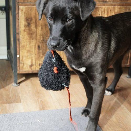 Enlarge Holly, a Adoptable mixed breed in Georgetown, KY image 3/6