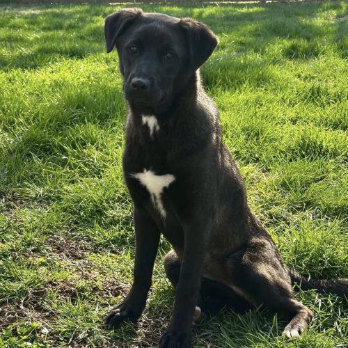 Enlarge Holly, a Adoptable mixed breed in Georgetown, KY image 4/6