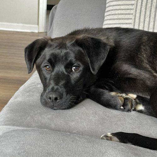 Enlarge Holly, a Adoptable mixed breed in Georgetown, KY image 5/6