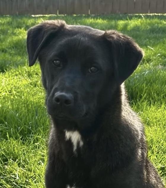 Enlarge Holly, a Adoptable mixed breed in Georgetown, KY image 6/6