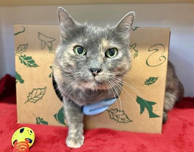 Enlarge JELLY ROLL, a Adoptable Domestic Short Hair in Saint Louis, MO image 1/1