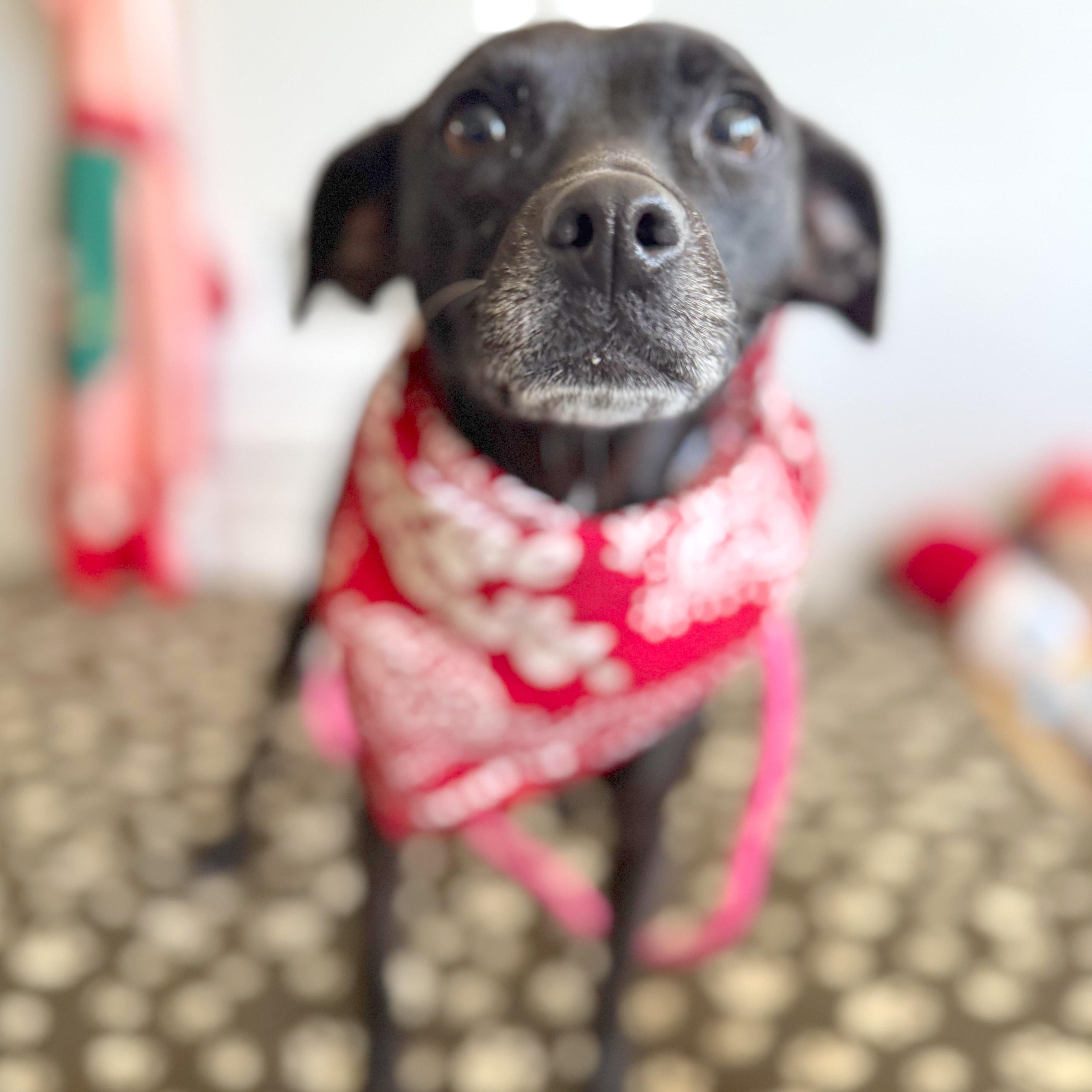 Enlarge Jolene, an adopted mixed breed in Los Angeles, CA image 4/4