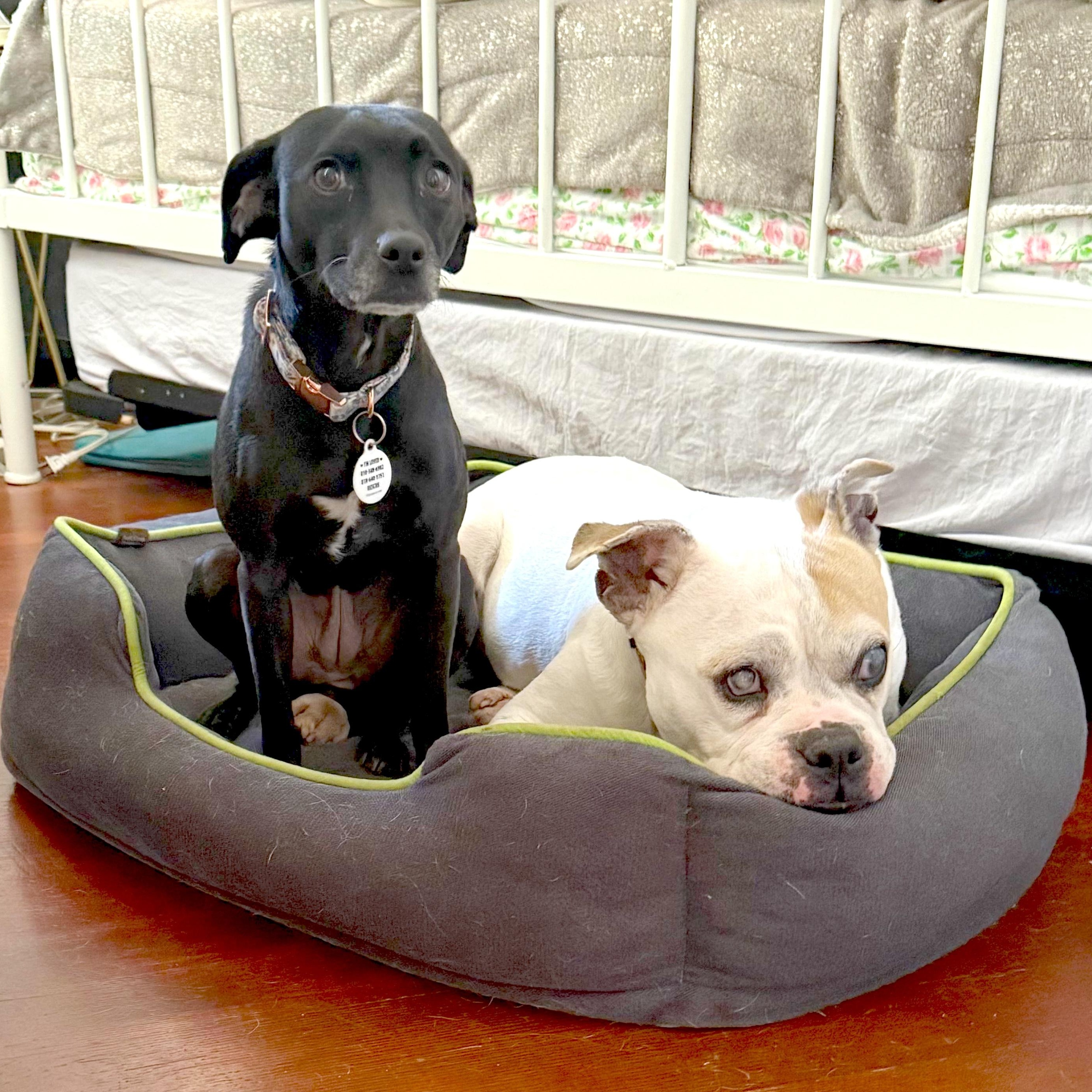 Enlarge Jolene, an adopted mixed breed in Los Angeles, CA image 3/4