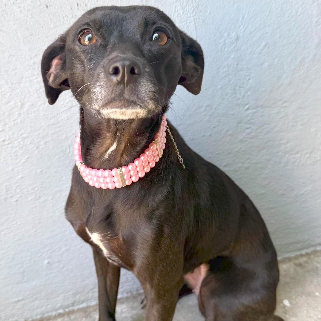Jolene, adopted, Adult Female Chihuahua & Whippet.