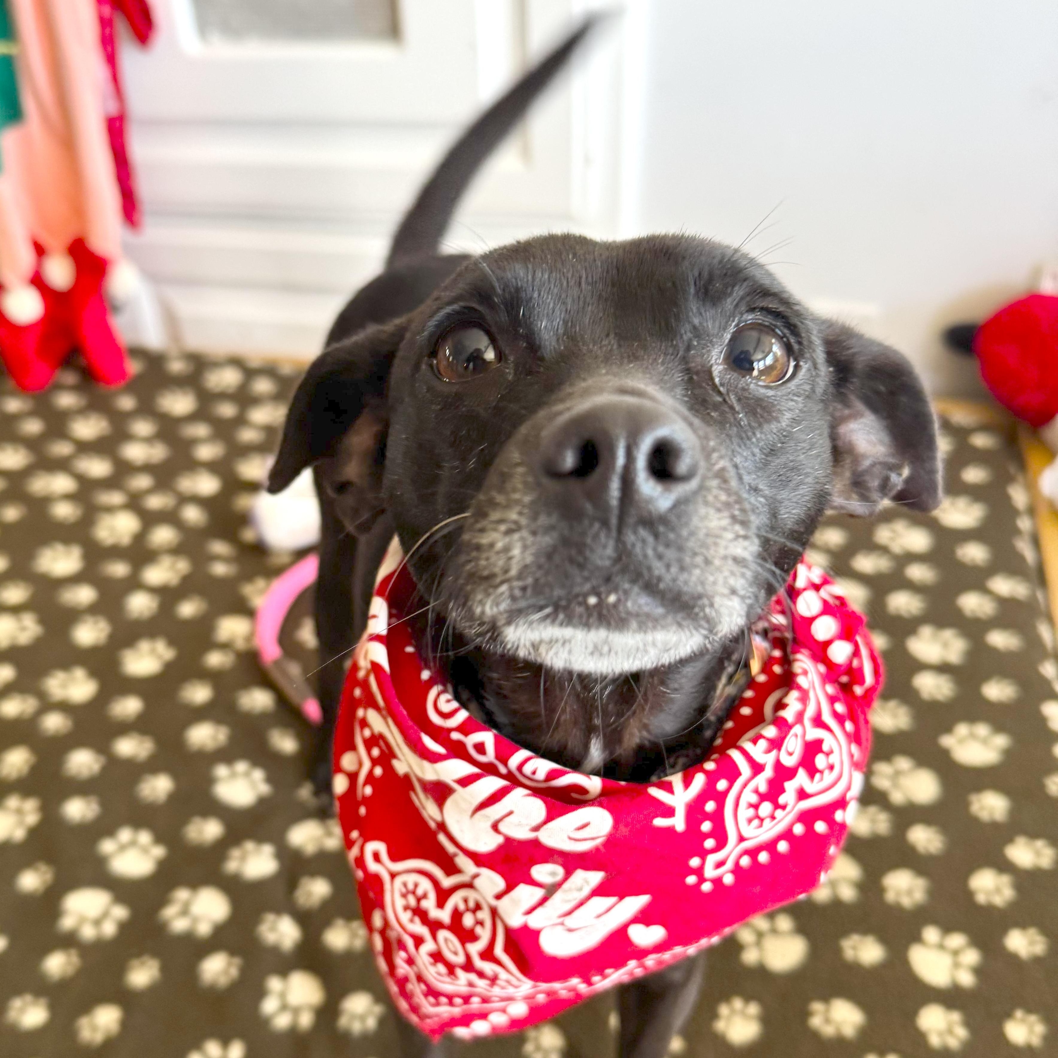 Enlarge Jolene, an adopted mixed breed in Los Angeles, CA image 2/4