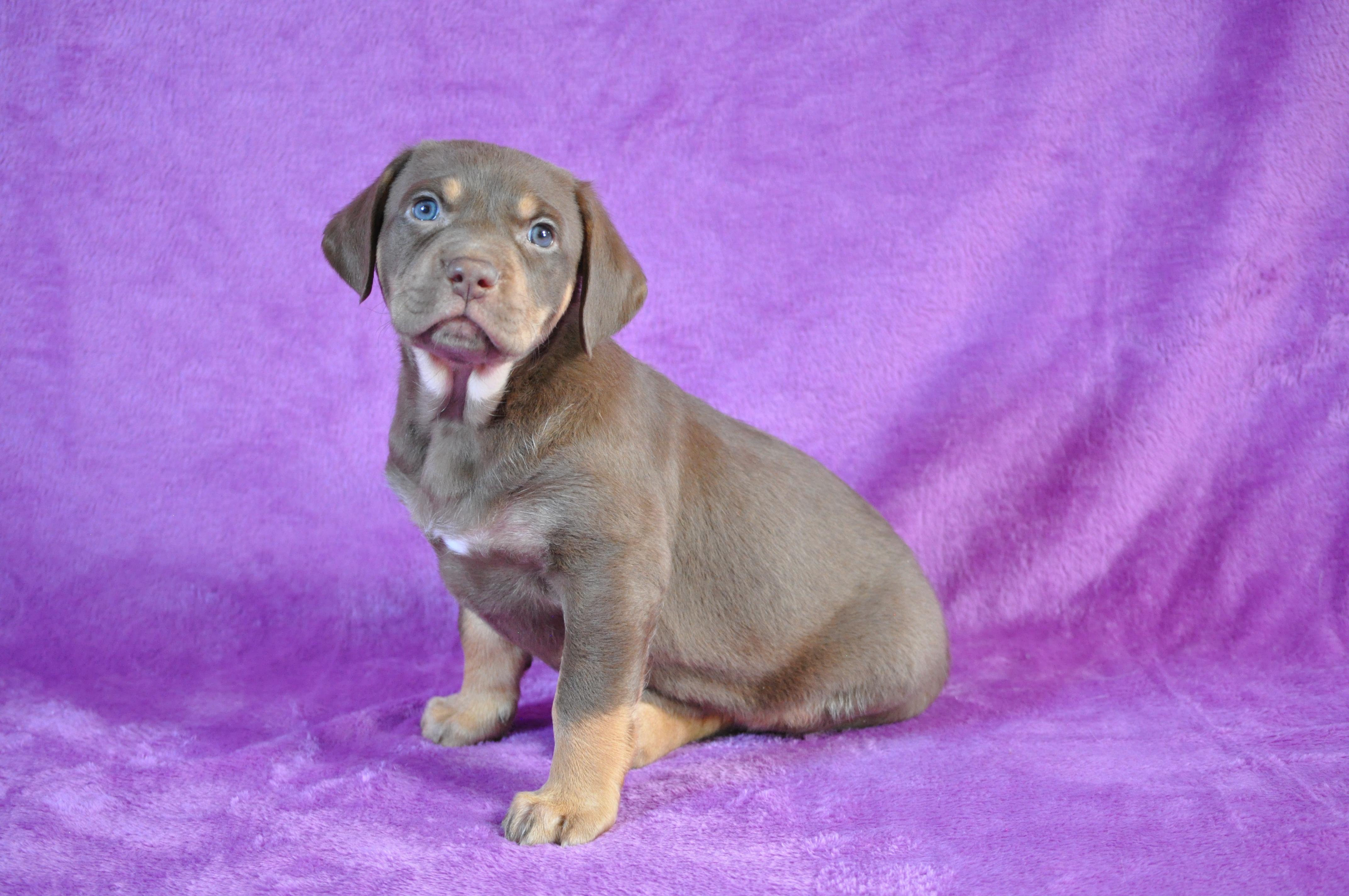 Svea, ADOPTABLE, Puppy Female Labrador Retriever.