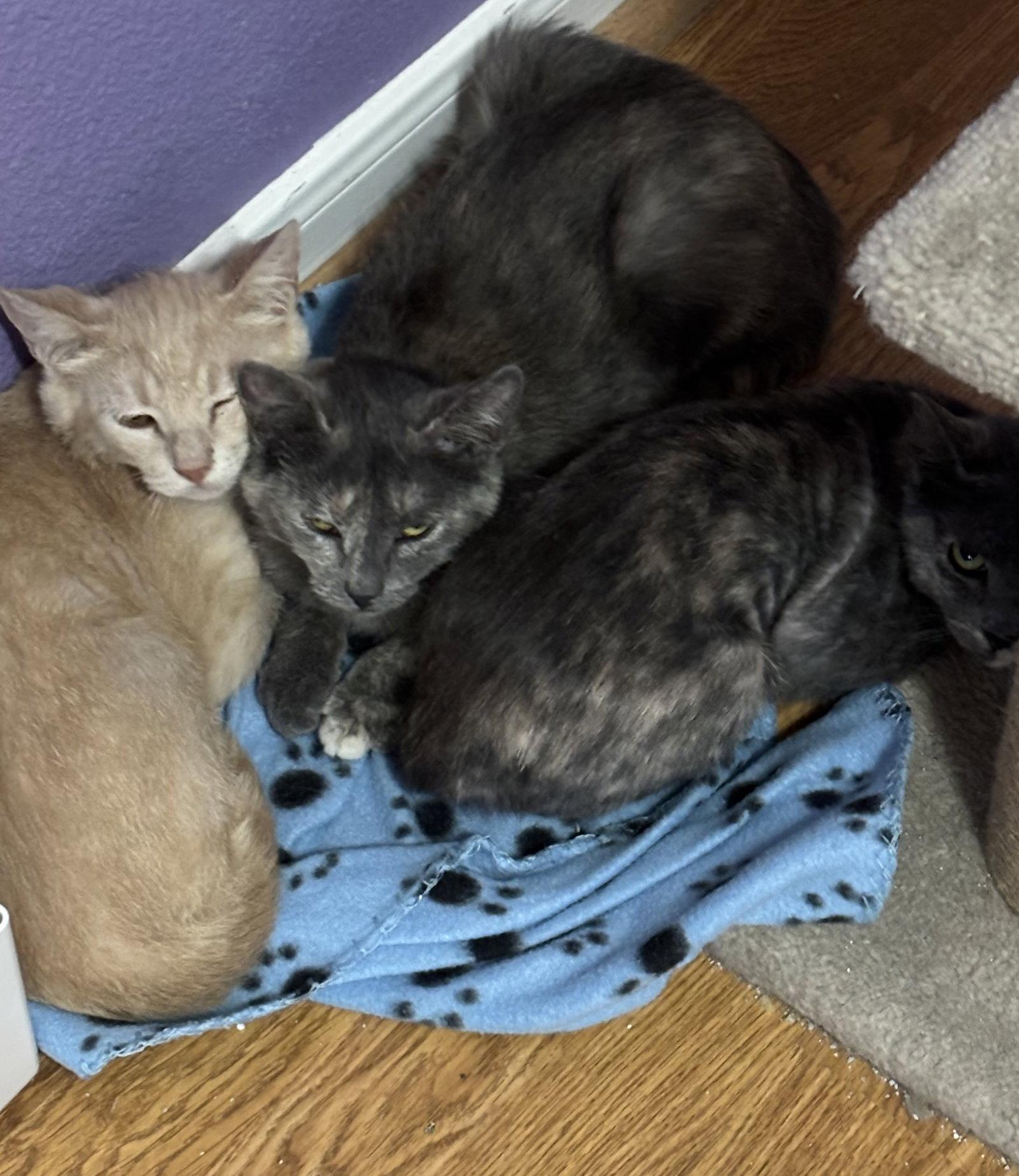 Lexa, Adoptable, Young Female Domestic Short Hair.