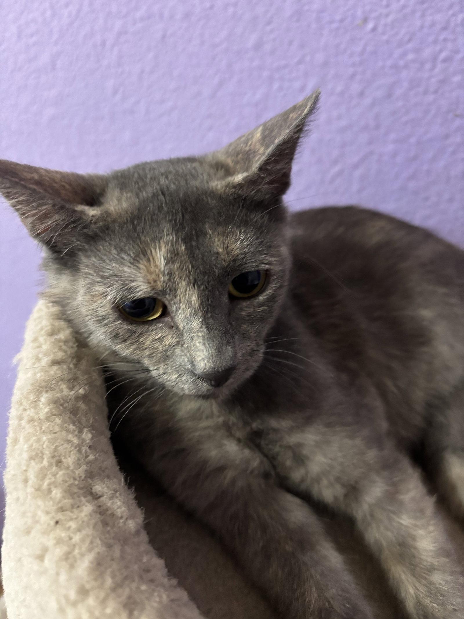 Enlarge Lexa, a Adoptable Domestic Short Hair in The Woodlands, TX image 2/3