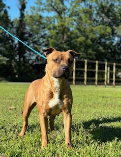 Melissa, Adopted, Adult Female Pit Bull Terrier.