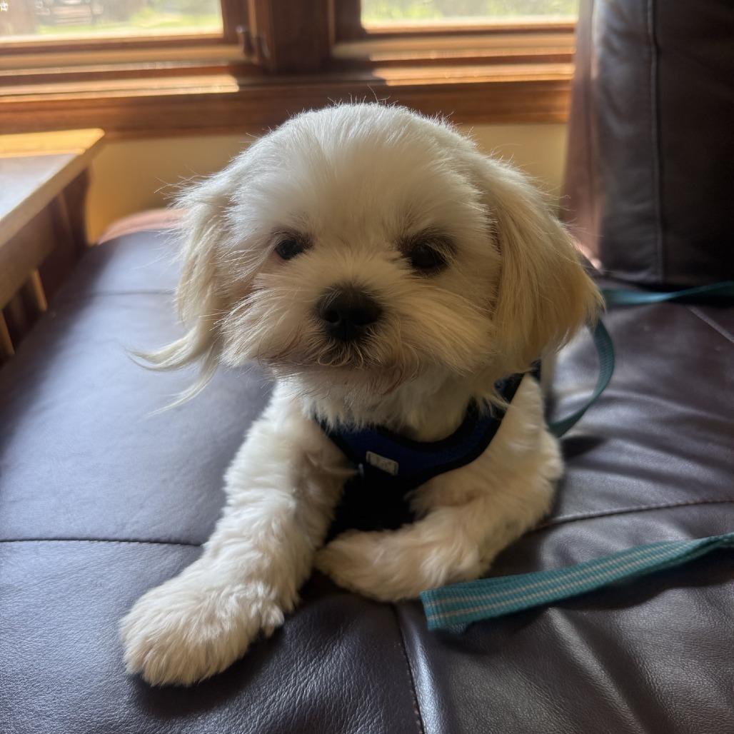 Barry, a Adoptable mixed breed in Madison, WI image 1/4