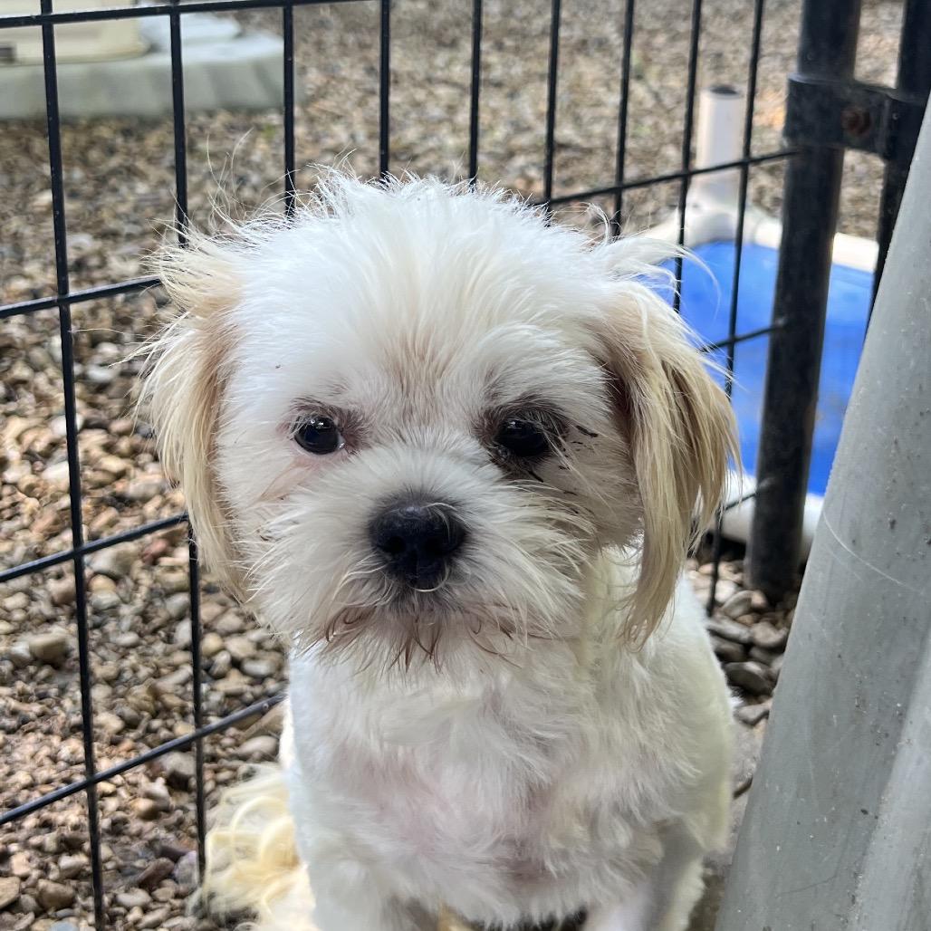 Barry, a Adoptable mixed breed in Madison, WI image 4/4