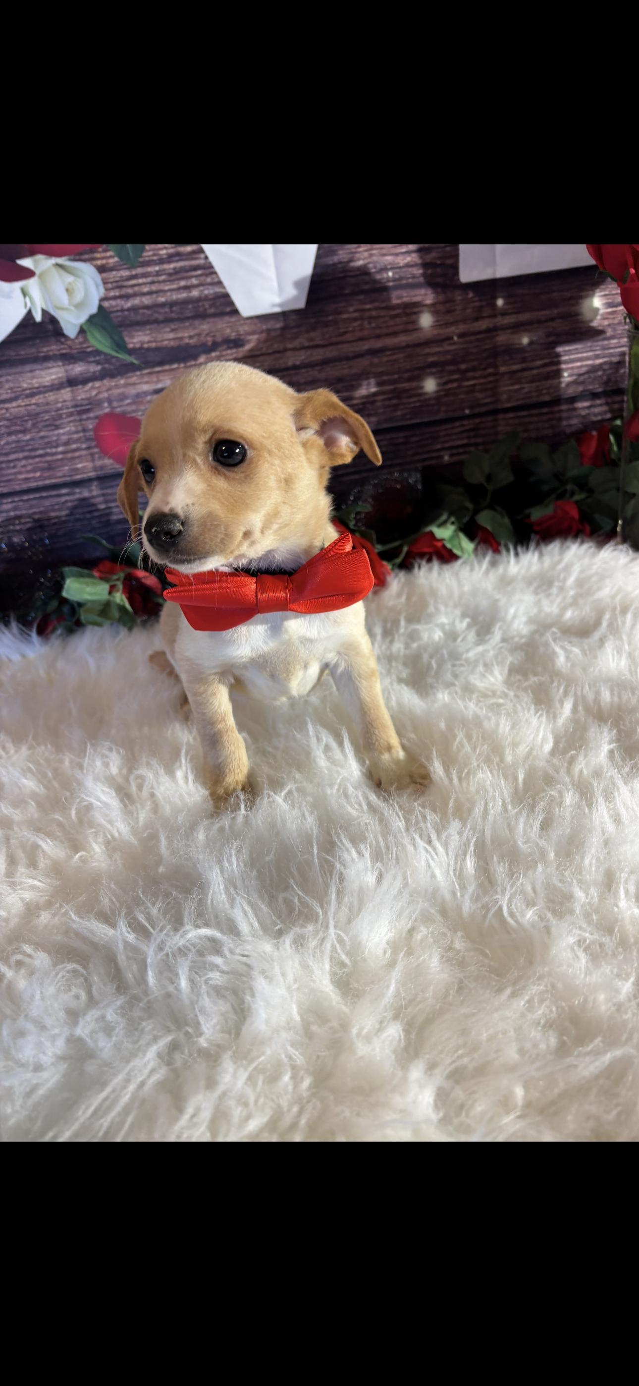 Enlarge Cupid, a ADOPTABLE mixed breed in Cottonwood, CA image 5/6