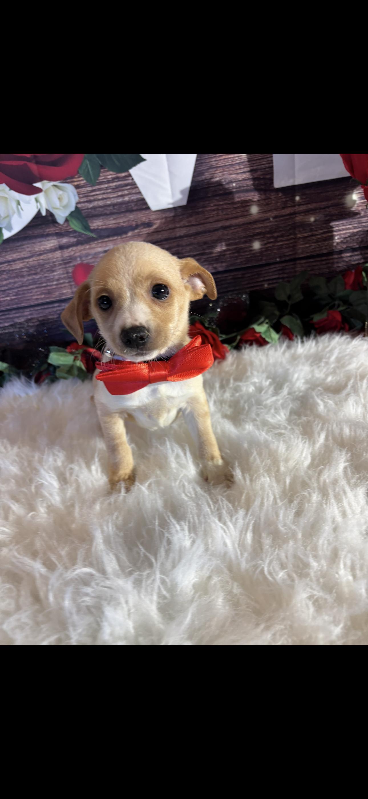 Enlarge Cupid, a ADOPTABLE mixed breed in Cottonwood, CA image 3/6