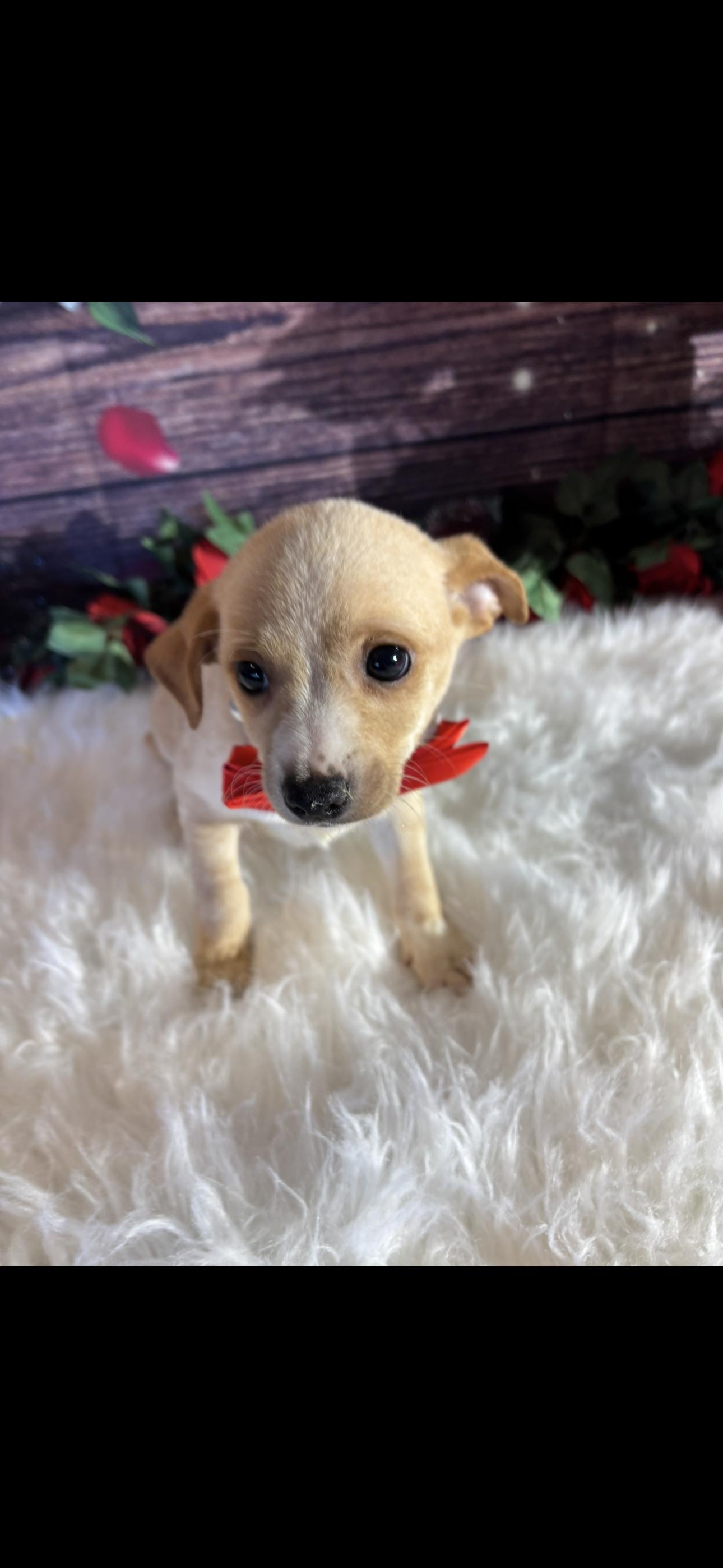 Cupid, ADOPTABLE, Puppy Male Chihuahua & Terrier.