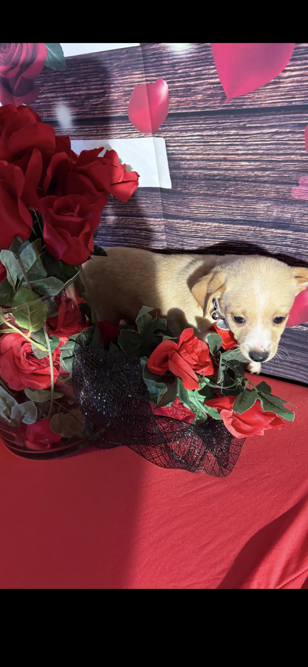 Enlarge Cupid, a ADOPTABLE mixed breed in Cottonwood, CA image 6/6