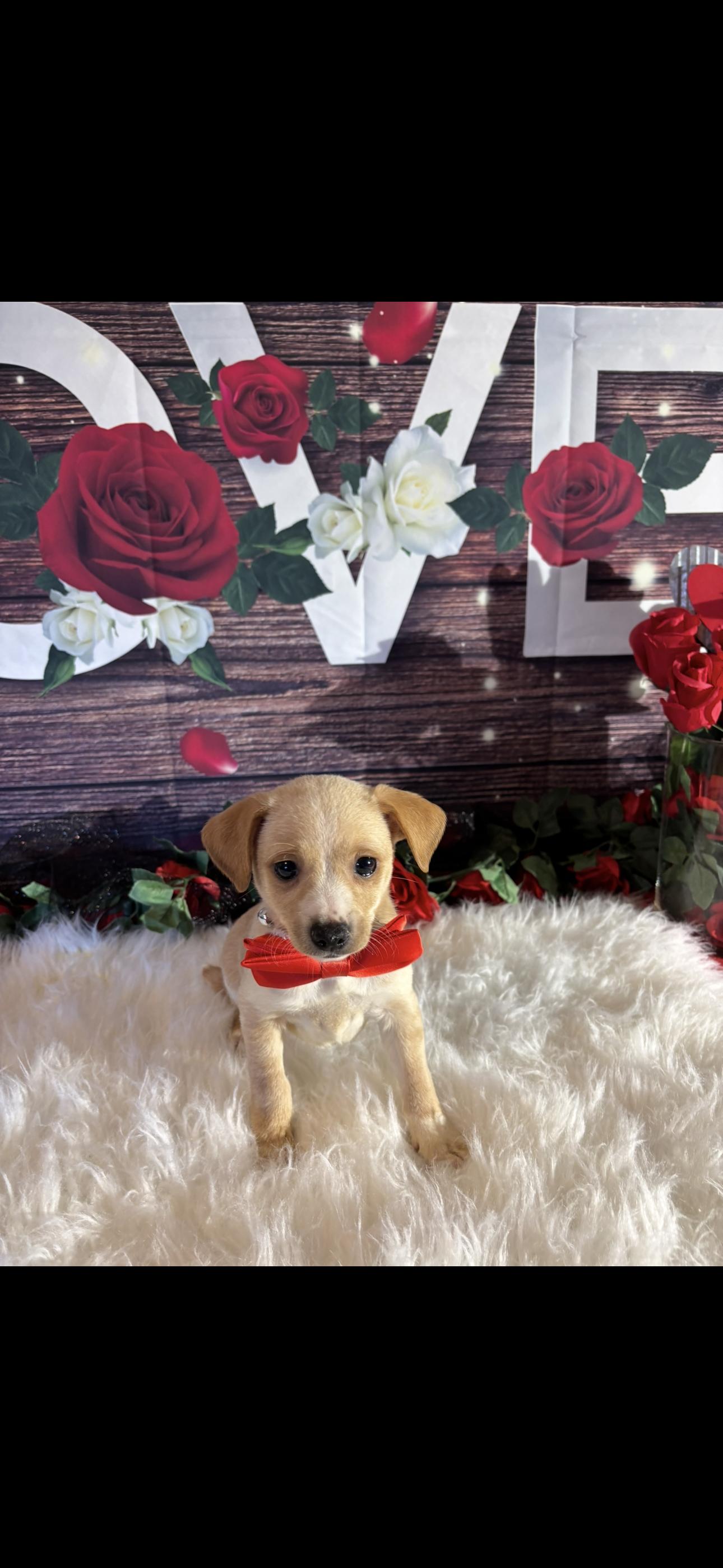 Enlarge Cupid, a ADOPTABLE mixed breed in Cottonwood, CA image 4/6