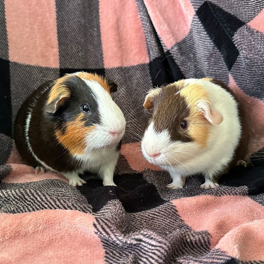 Mars and Monte, Adoptable, Adult Male Guinea Pig.