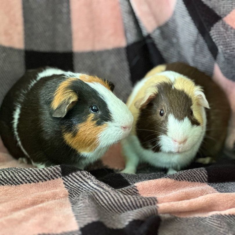 Enlarge Mars and Monte, a Adoptable Guinea Pig in Olympia, WA image 2/12