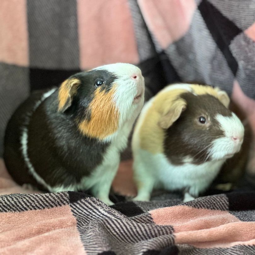 Enlarge Mars and Monte, a Adoptable Guinea Pig in Olympia, WA image 3/12