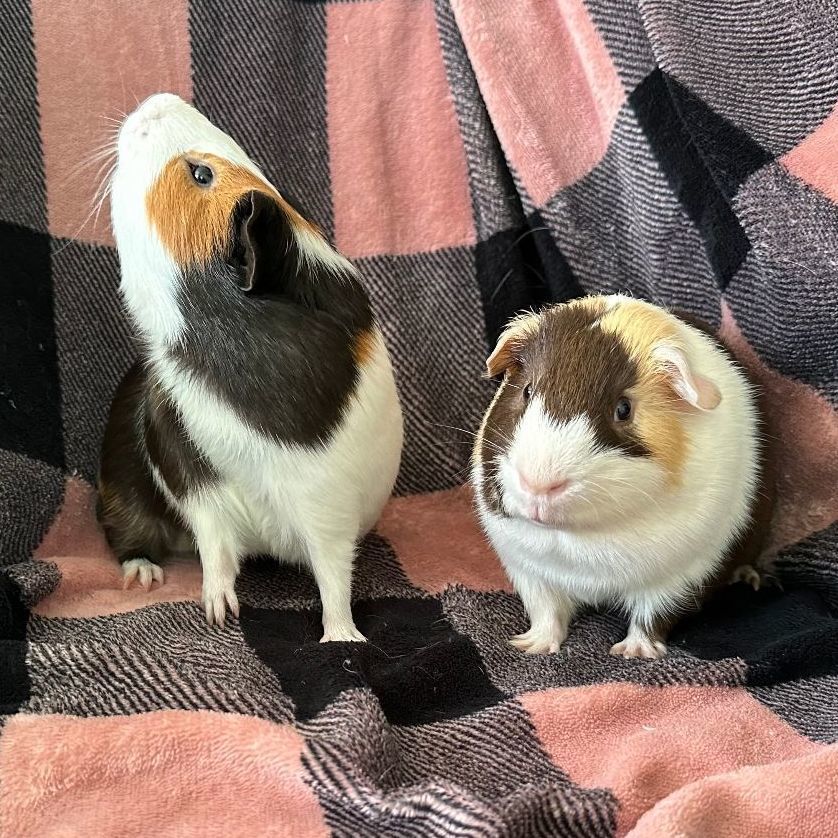 Enlarge Mars and Monte, a Adoptable Guinea Pig in Olympia, WA image 5/12
