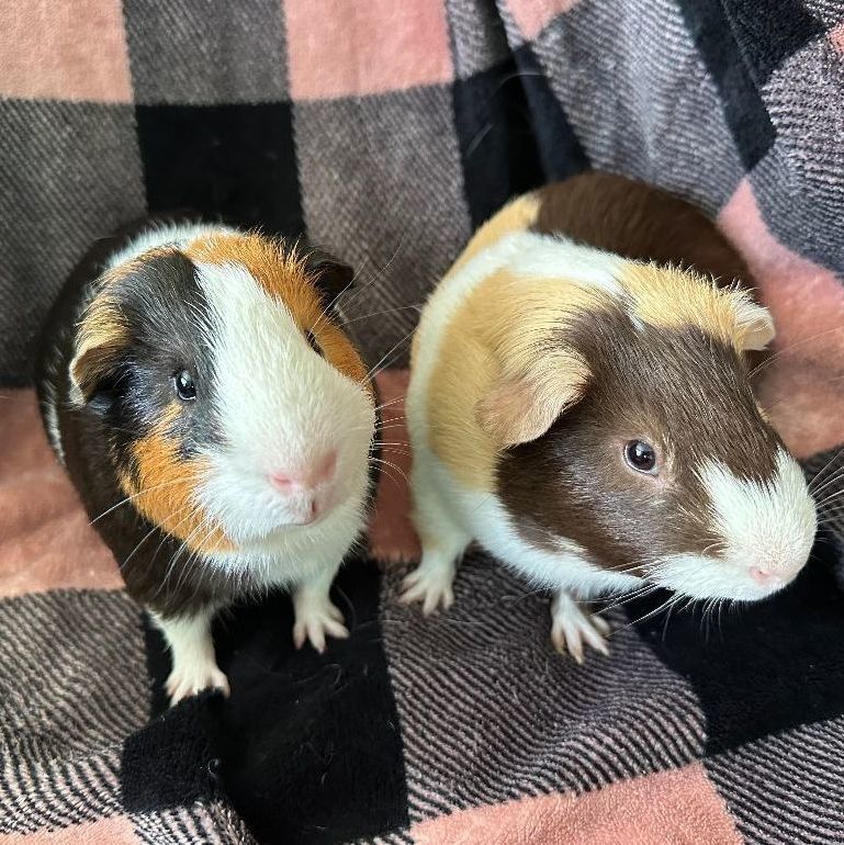 Enlarge Mars and Monte, a Adoptable Guinea Pig in Olympia, WA image 6/12
