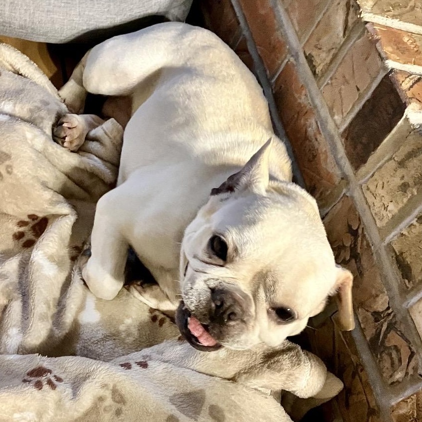 Enlarge Stella, a ADOPTABLE mixed breed in Rochester, NY image 3/3