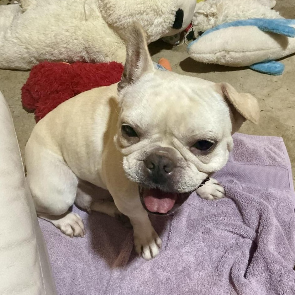 Stella, ADOPTABLE, Adult Female French Bulldog.