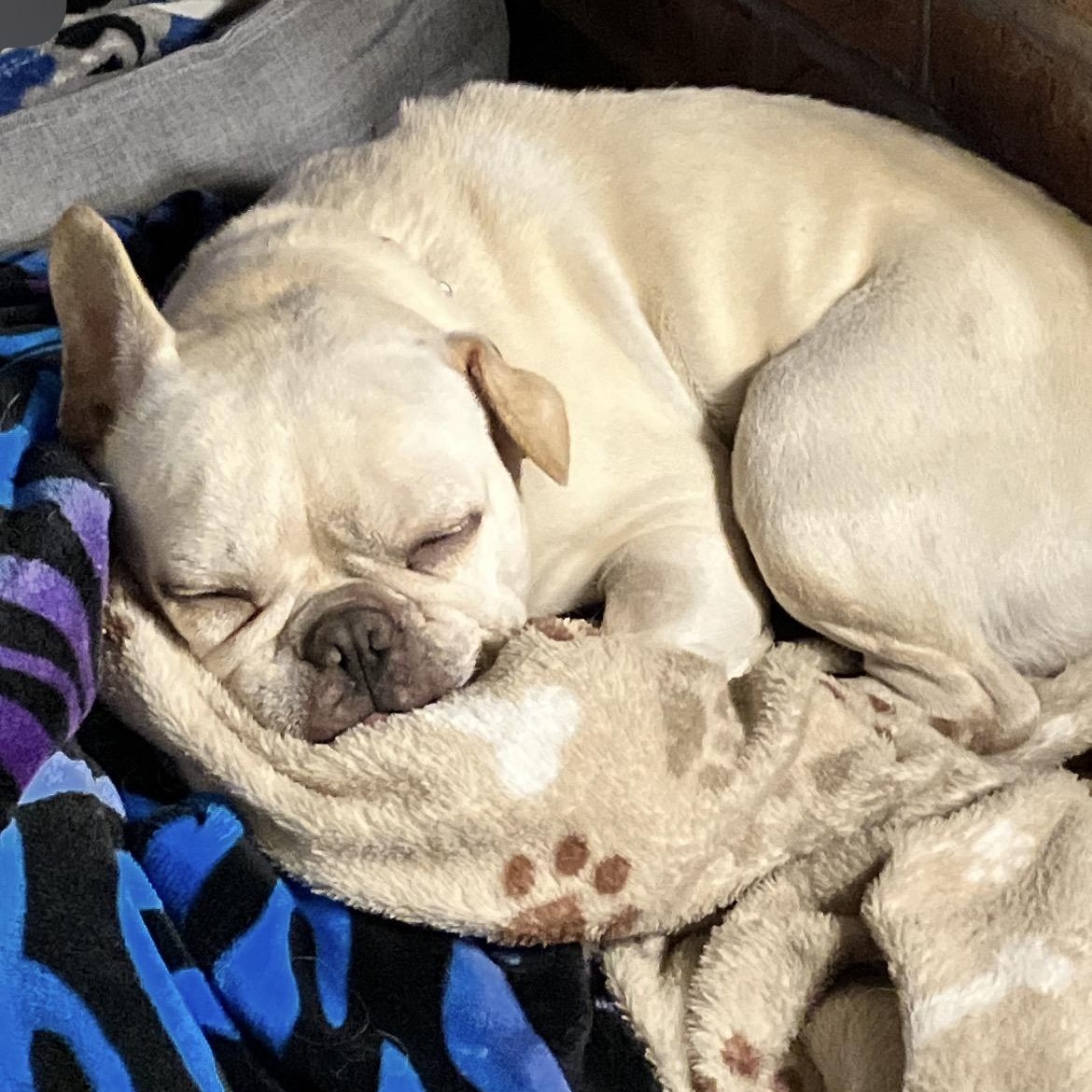 Enlarge Stella, a ADOPTABLE mixed breed in Rochester, NY image 2/3