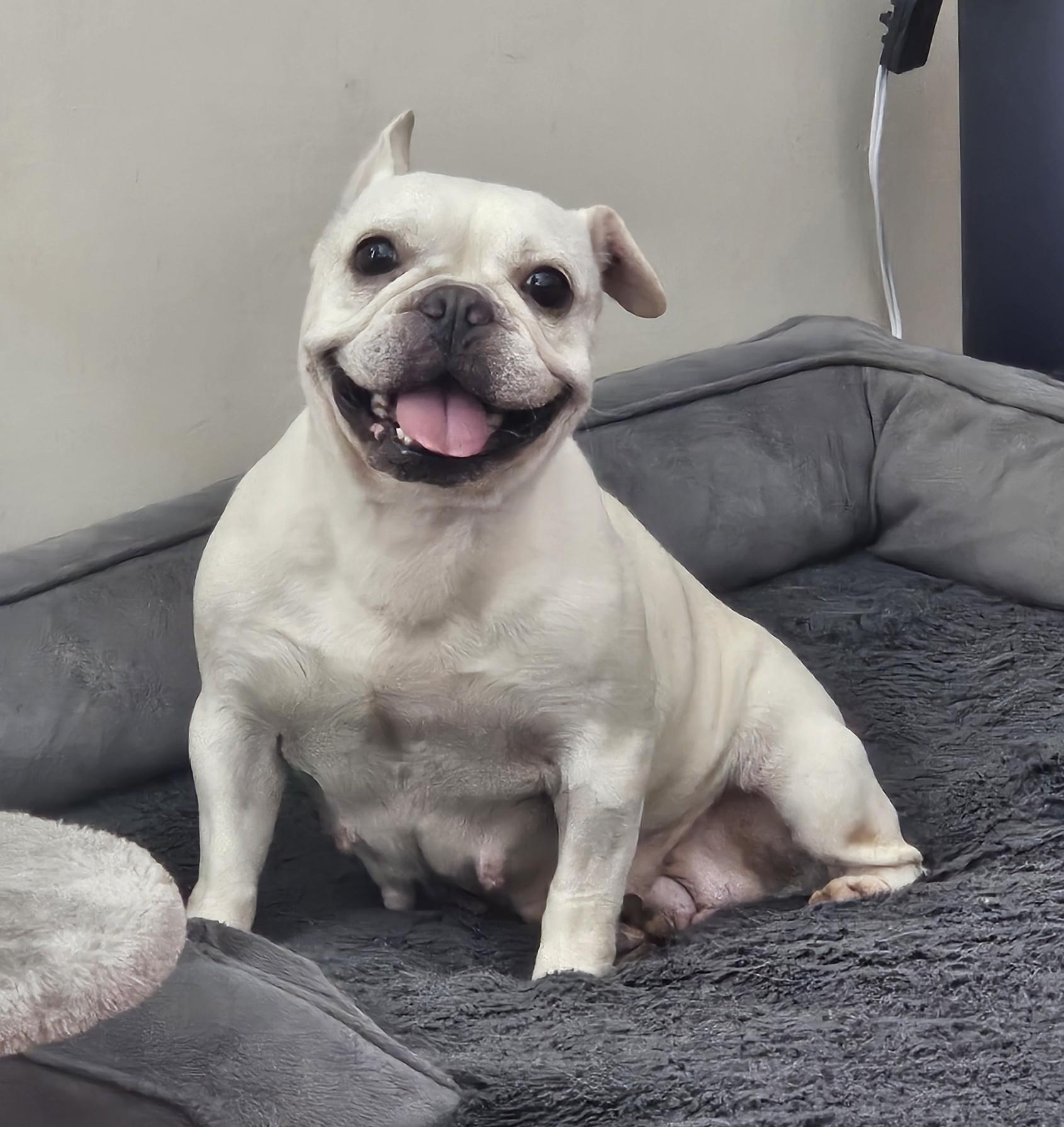 Stella, ADOPTABLE, Adult Female French Bulldog.