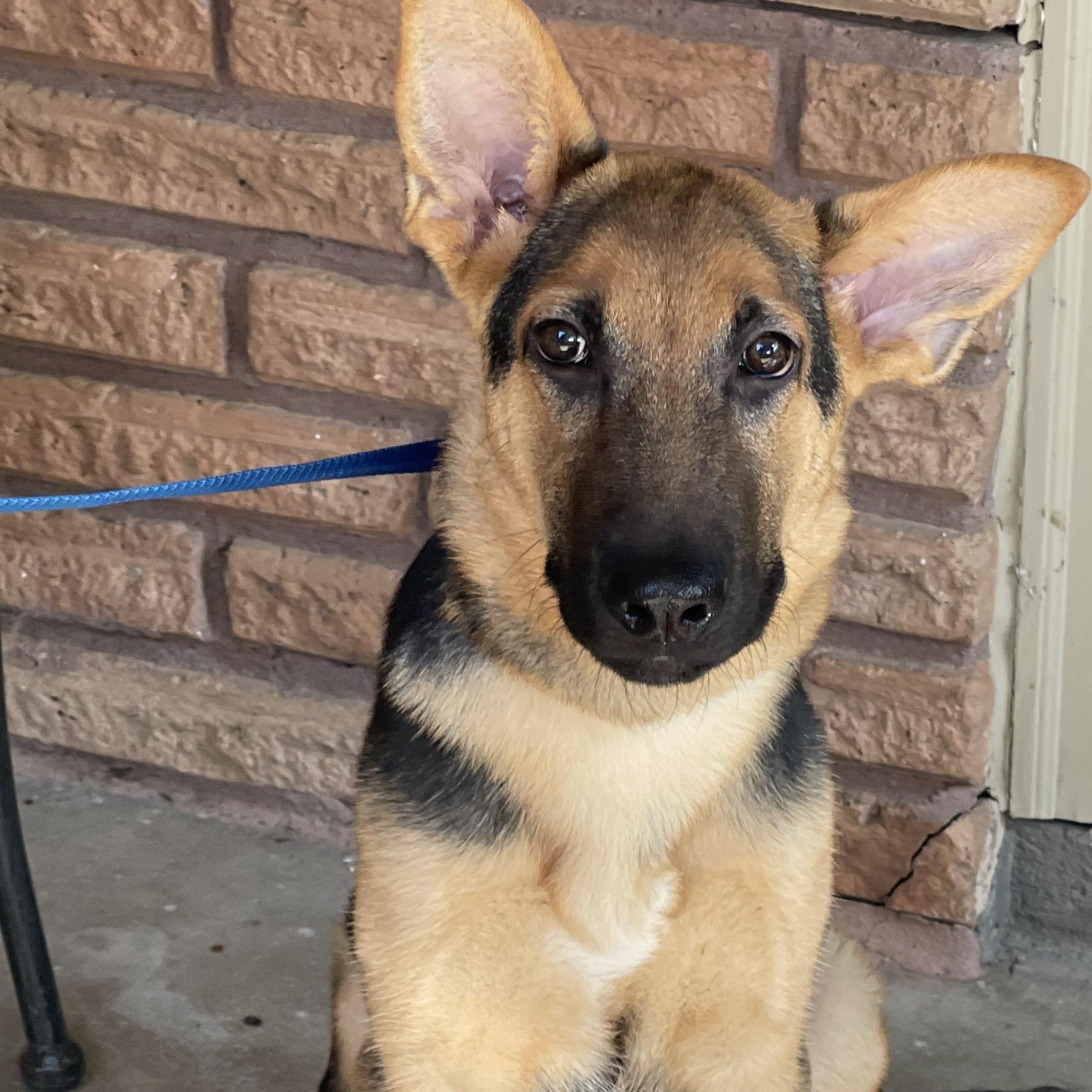 Yale, a Adoptable German Shepherd Dog in Bellaire, TX image 2/6