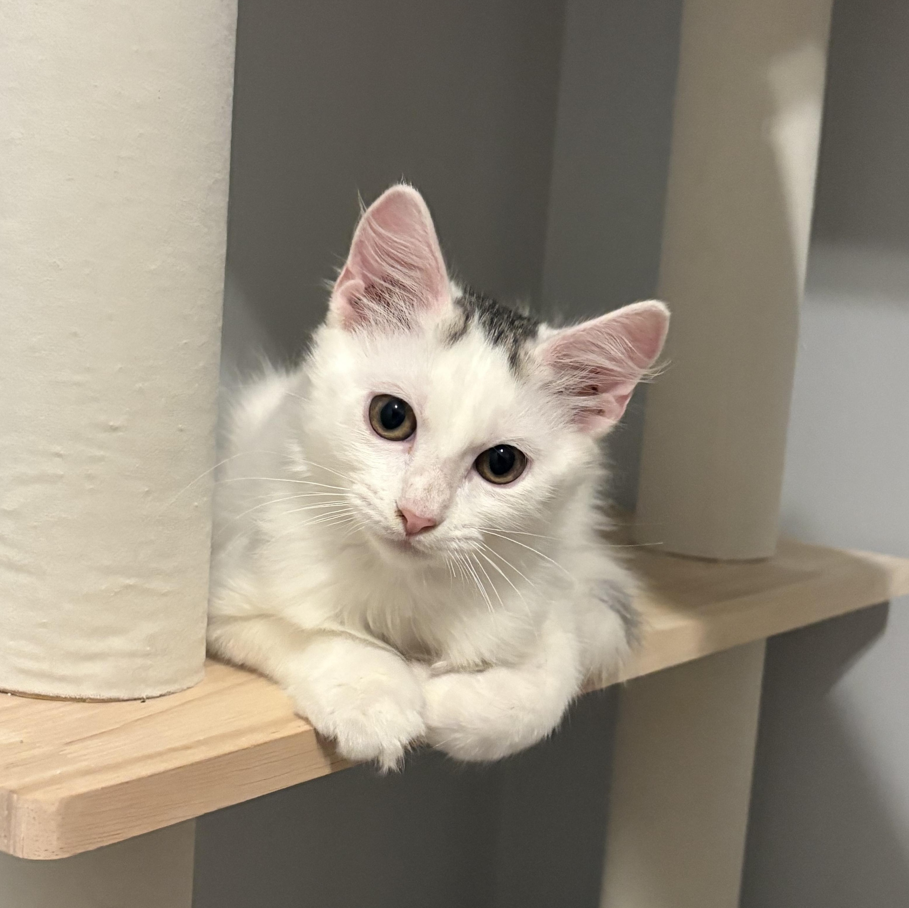 Enlarge Tobin, a Adoptable Domestic Long Hair in Niantic, CT image 2/4