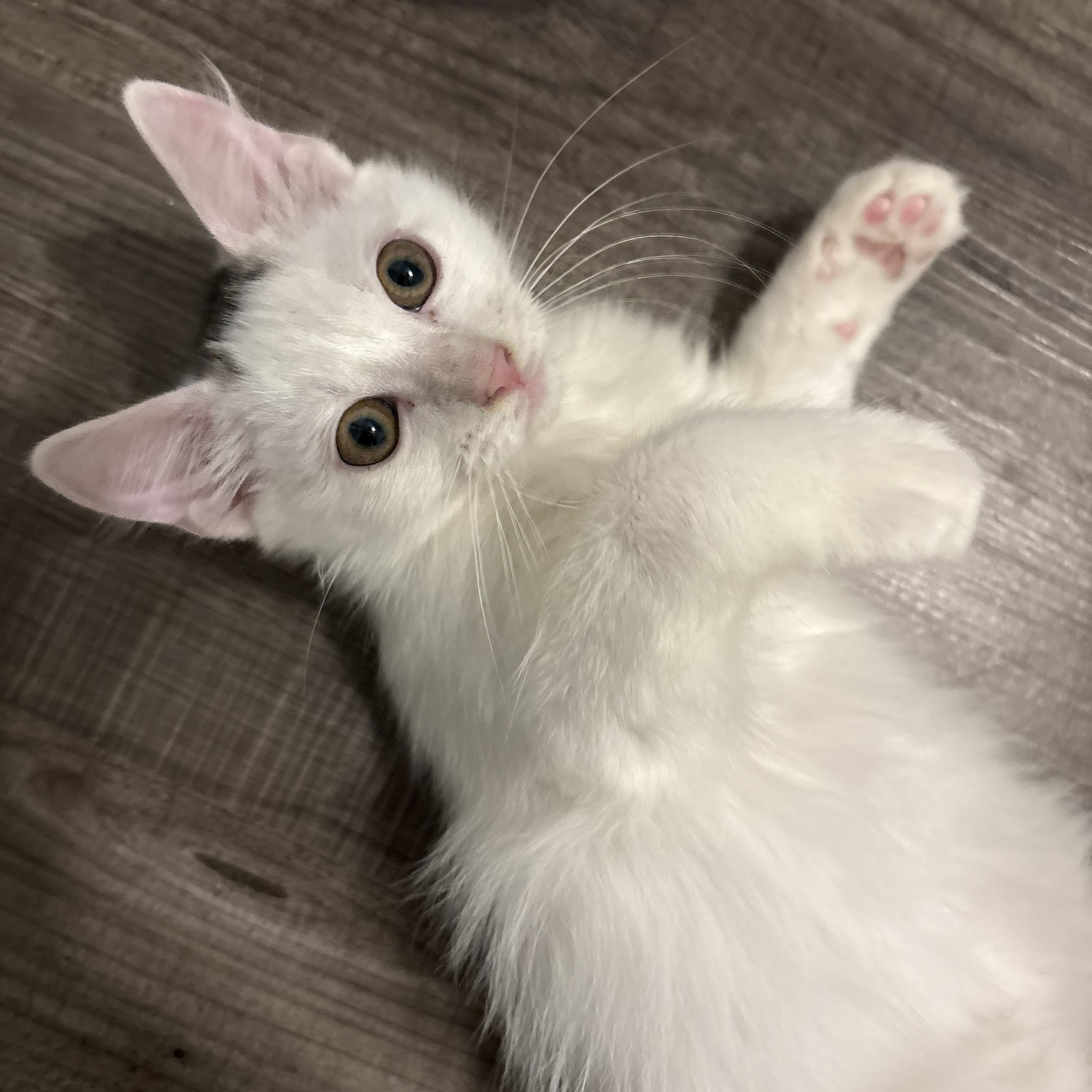Enlarge Tobin, a Adoptable Domestic Long Hair in Niantic, CT image 1/4