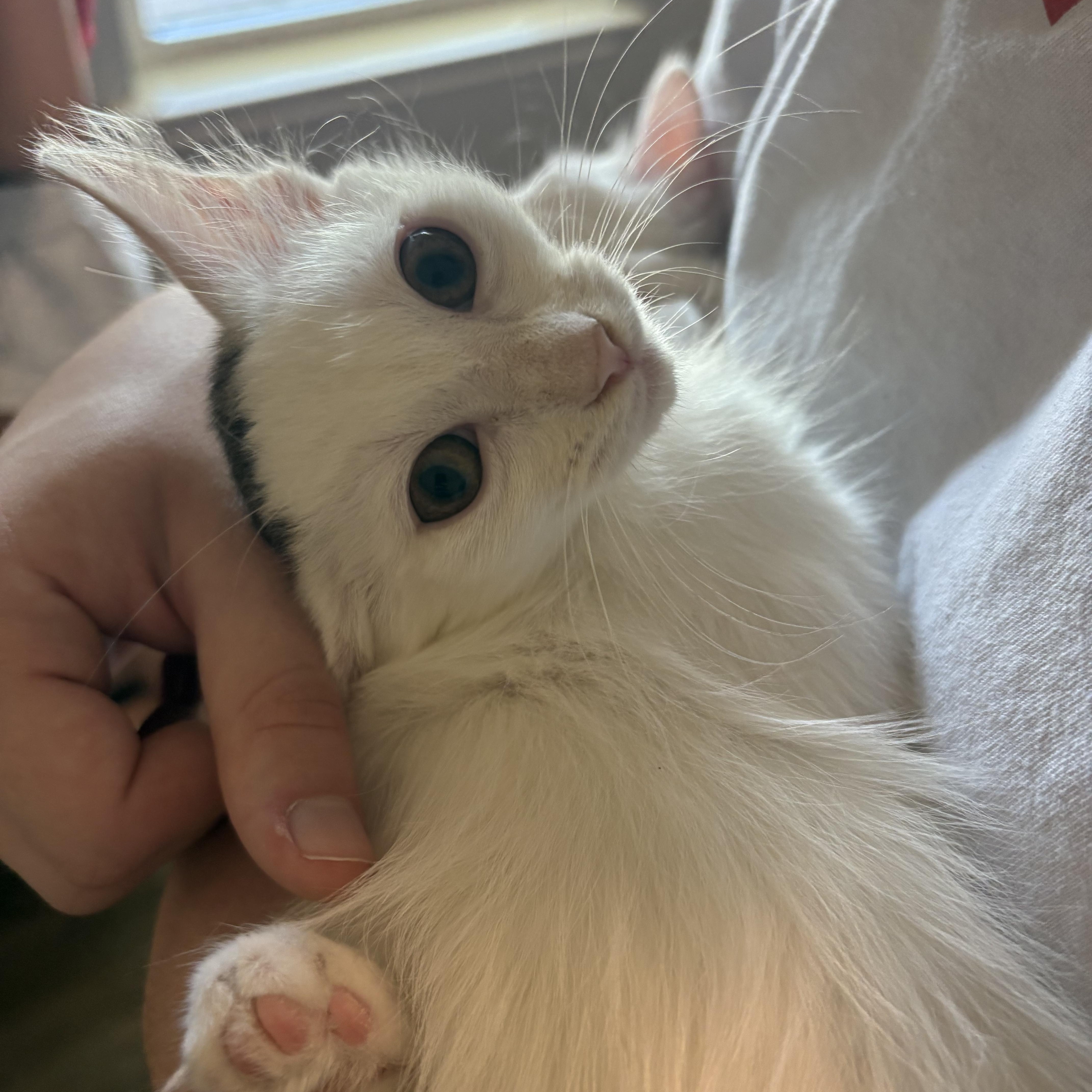 Enlarge Tobin, a Adoptable Domestic Long Hair in Niantic, CT image 3/4