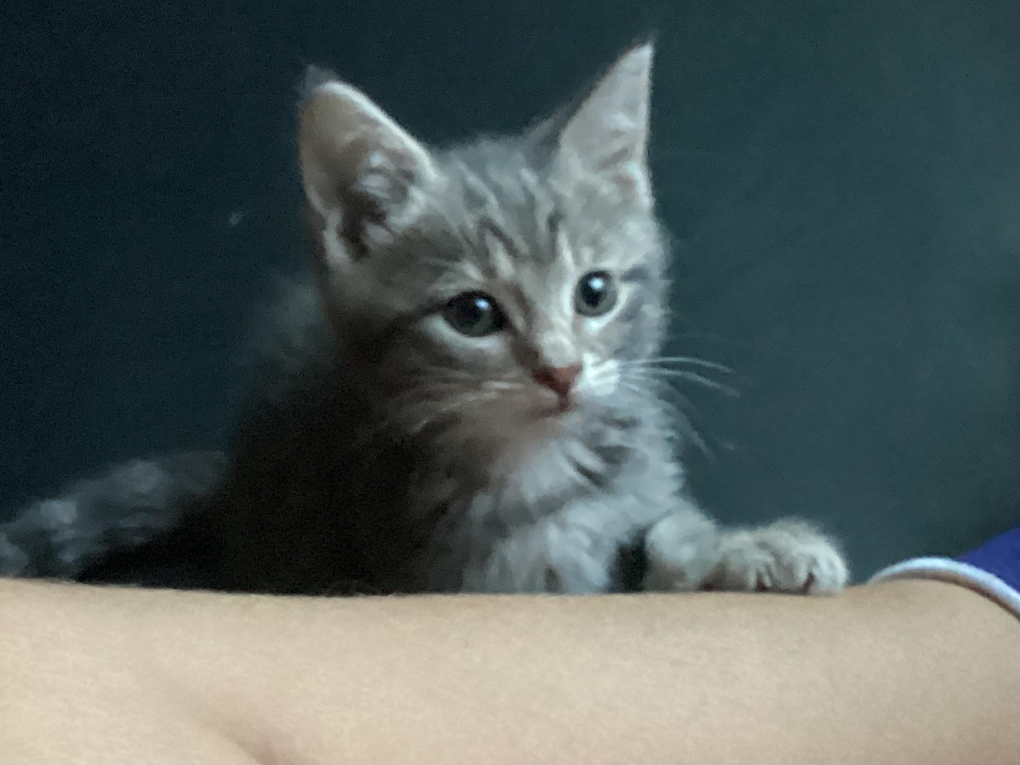 Silver tabby female photo 3