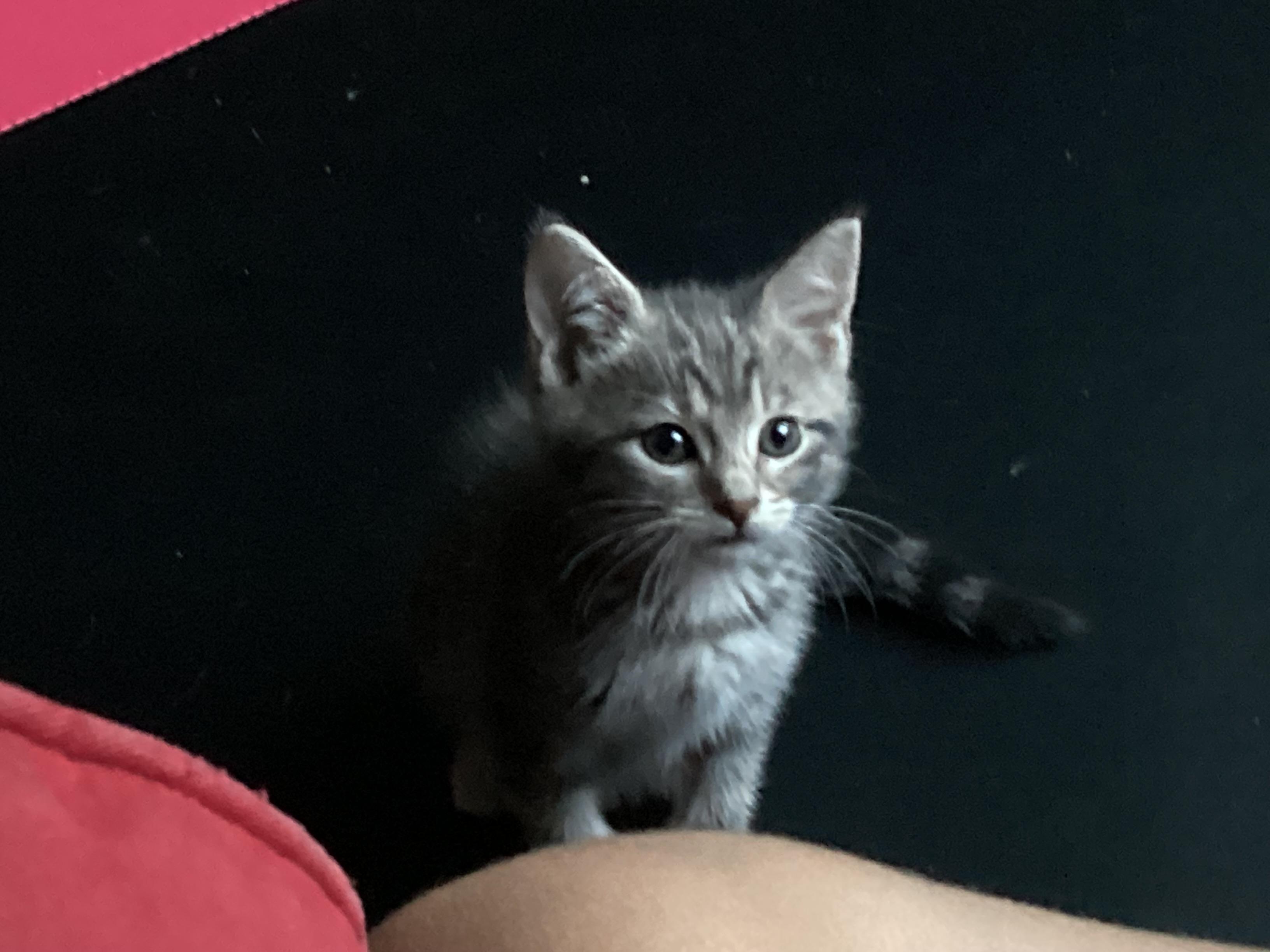 Silver tabby female