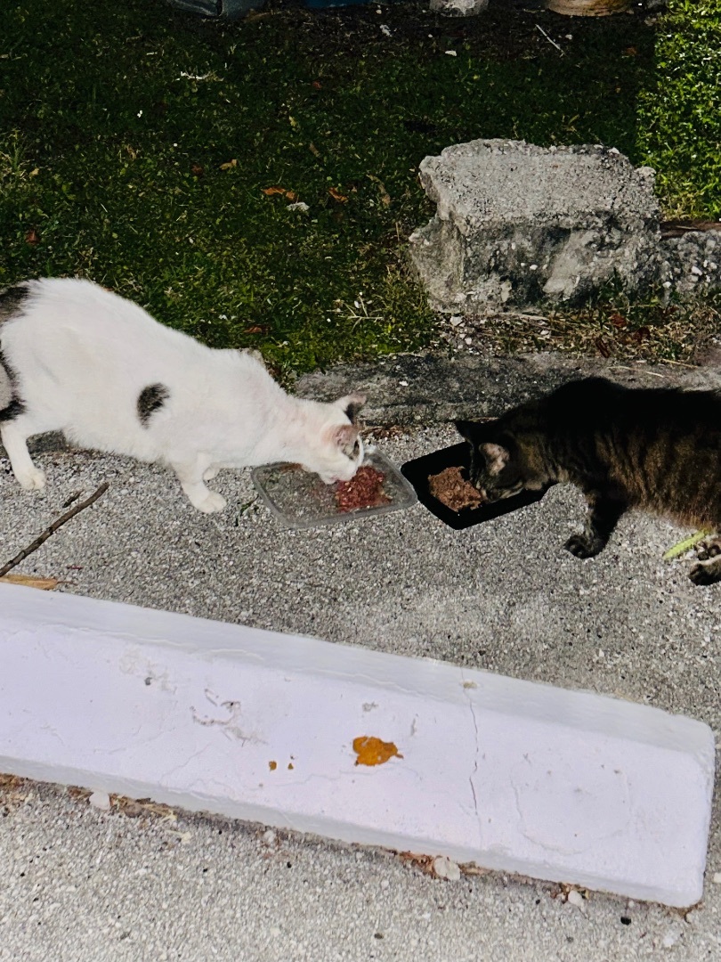 Casper and Jasper , a Adoptable mixed breed in Palm City, FL image 1/12