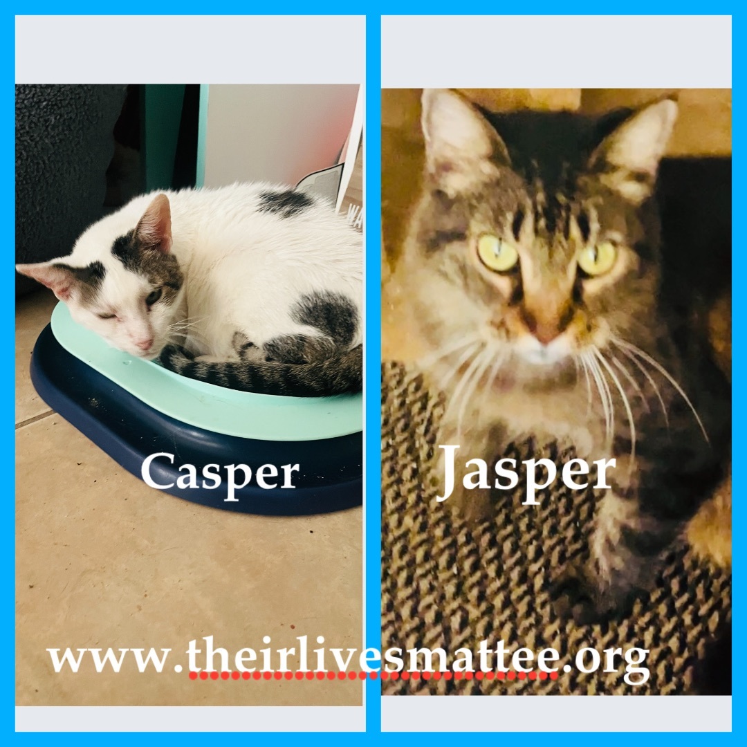 Casper and Jasper , a Adoptable mixed breed in Palm City, FL image 2/12
